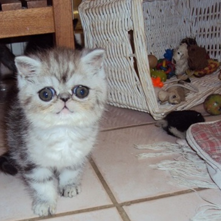 Herman the Scaredy Cat, A Sweet Kitten Whose Giant Eyes Give Him a Look of  Eternal Fright