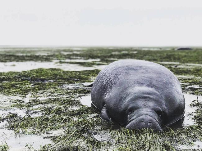 This photo provided by Michael Sechler shows a stranded manatee in Manatee County, Fla., Sunday, Sept. 10, 2017. The mammal was stranded after waters receded from the Florida bay as Hurricane Irma approached. Picture: AP