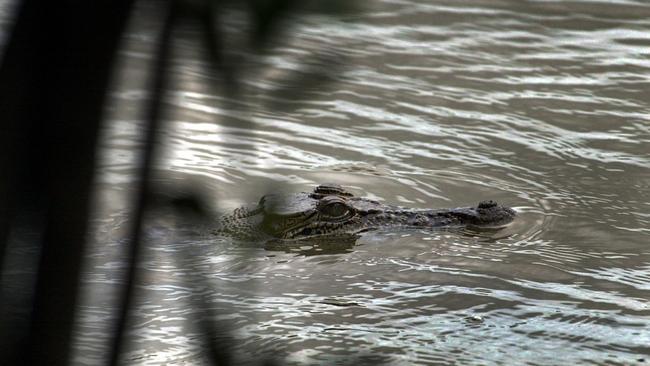 A crocodile lurking under the bridge where the women were thrown. Picture: Michael Marschall