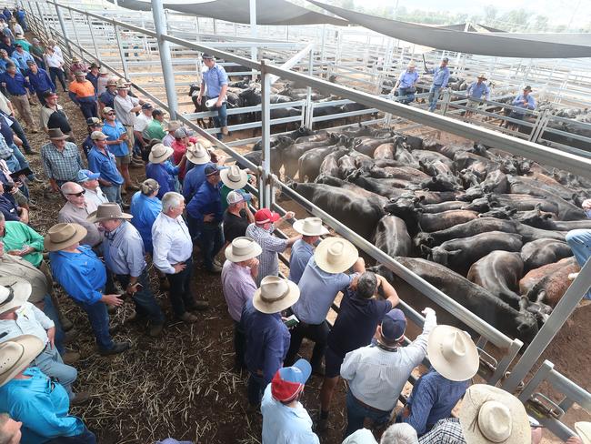 Premier Angus Feature Weaner Sale, NVLX, Barnawatha,    Picture Yuri Kouzmin