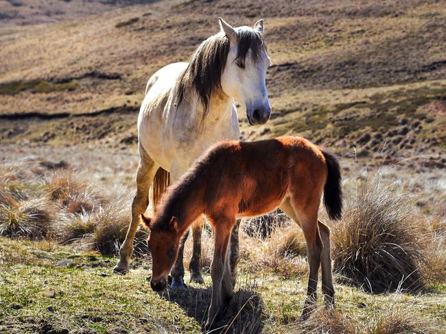 The “brumbies bill” will saved thousands of wild horses. Picture: Judy Goggin