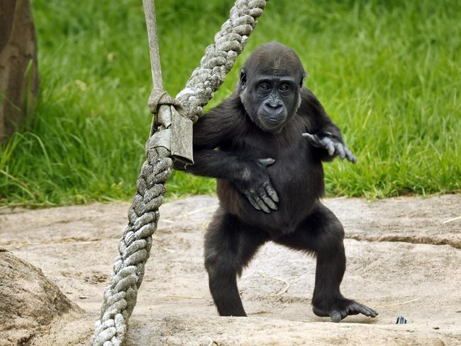 Kaius pictured at Mogo Zoo on the South Coast of NSW. Picture: Sam Ruttyn