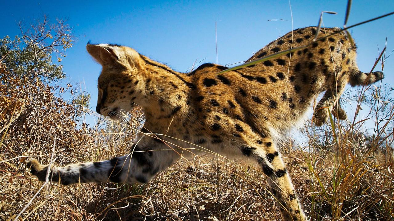 Scenes from David Attenborough's documentary series Planet Earth II that will air on BBC Earth. Picture: Supplied