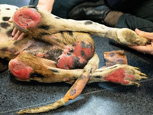 Photos of injuries to Barry the paralysed Dalmation's legs and testicles. He was among 37 animals seized from the Storybook Farm-Sacred Animal Farm by the RSPCA on March 20. Barry was euthanised by RSPCA vets. Picture: RSPCA Qld.