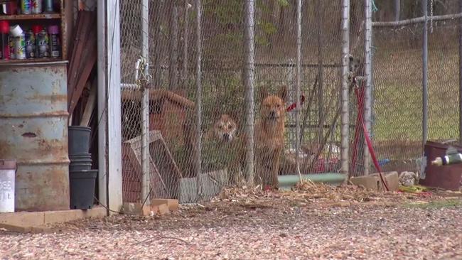 The dingoes will be seized by Liverpool Council rangers. Picture: TNV