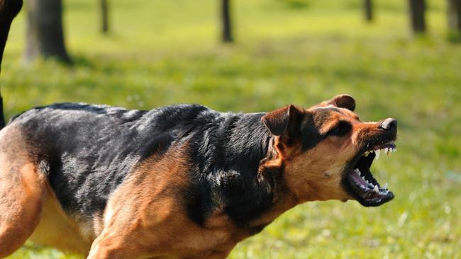 A woman was bitten by a dog at Deception Bay File photo.