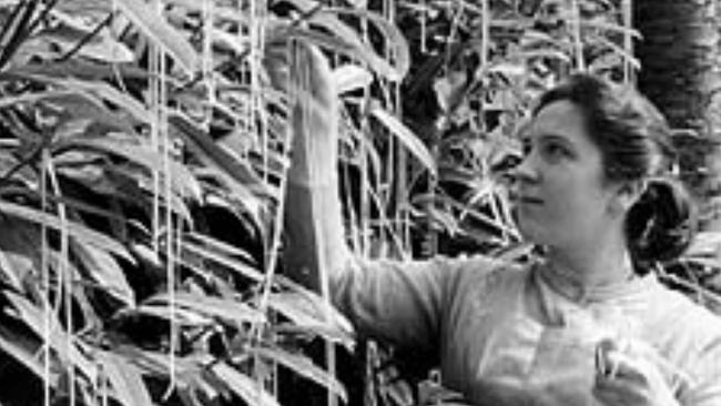 The spaghetti tree harvest in 1957.