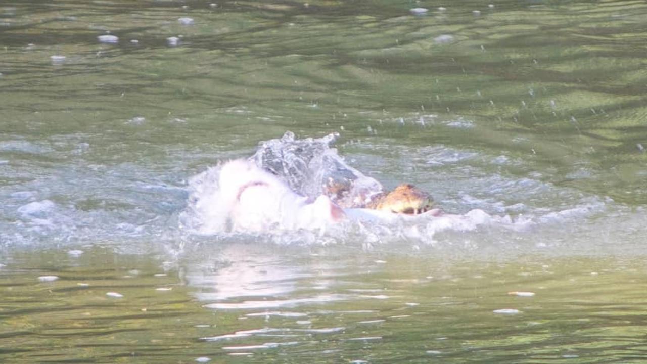 A river shark has been gobbled up by a hungry crocodile and caught on