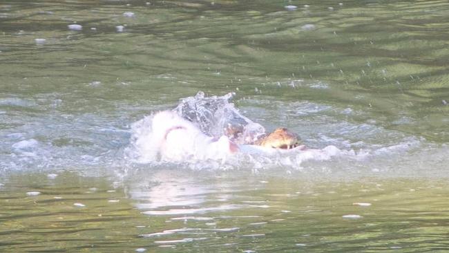 A saltie at Cahills Crossing chowed down on a river shark, putting on a show for Kai Elmas and Indya Wilson. Picture: Kai Elmas