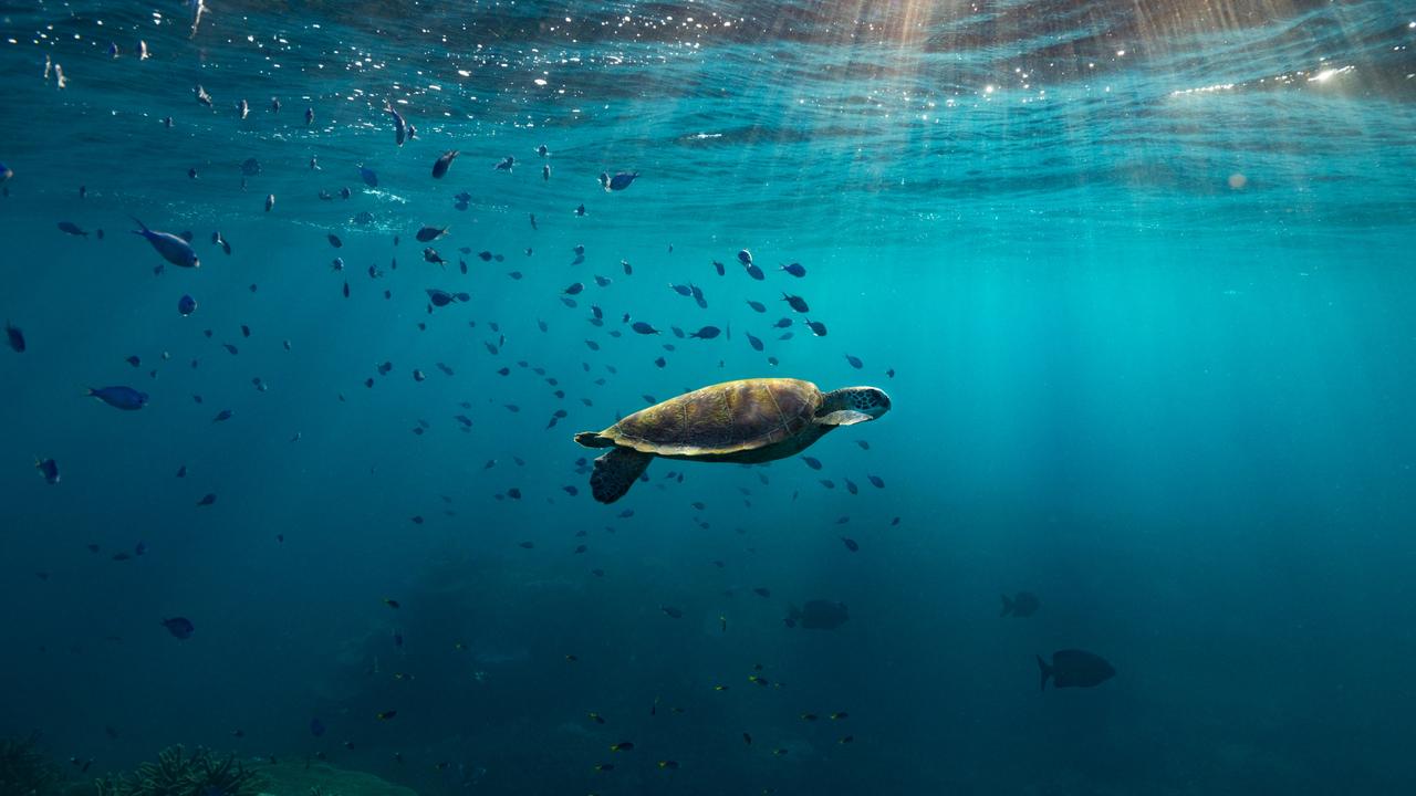 Gliding through the ocean water with a sea turtle has to be one of life’s most unbelievable experiences. Picture: Supplied.