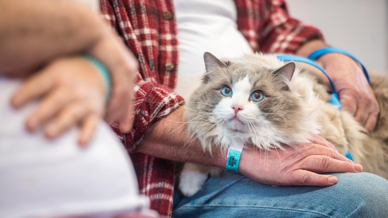 Melbourne Cat Lovers Show 2019 Dates, tickets, what’s on, parking