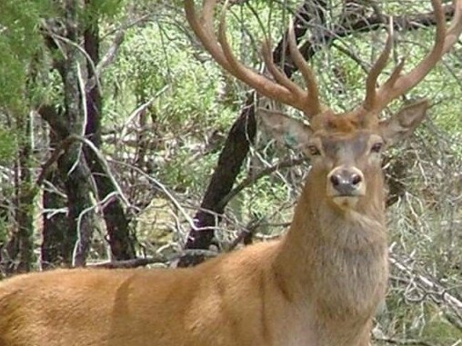 Property owners and licensed firearm owners are able to cull feral deer on the Coffs Coast.