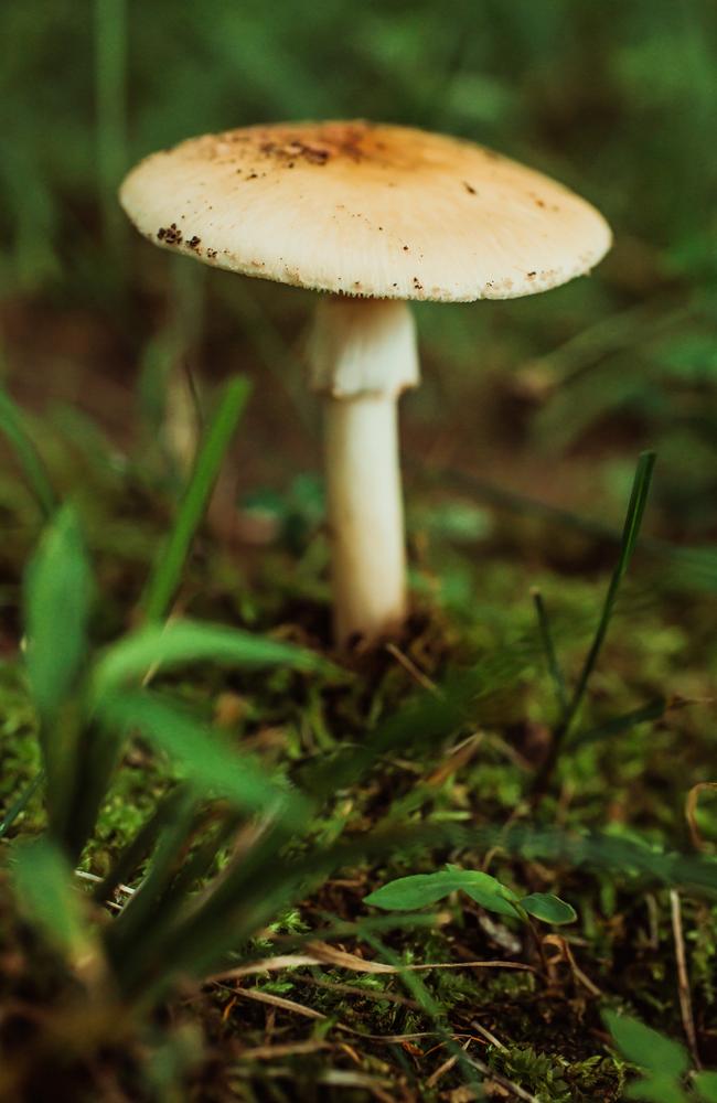 Yellow-staining mushrooms are often confused with edible mushrooms that can be bought from supermarkets. Picture: Supplied