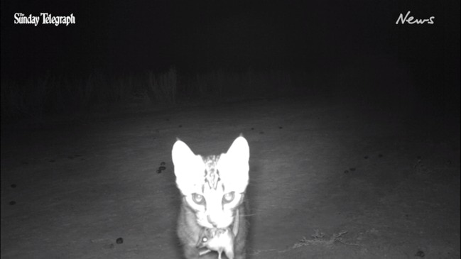 Feral cats wreak havoc on native wildlife