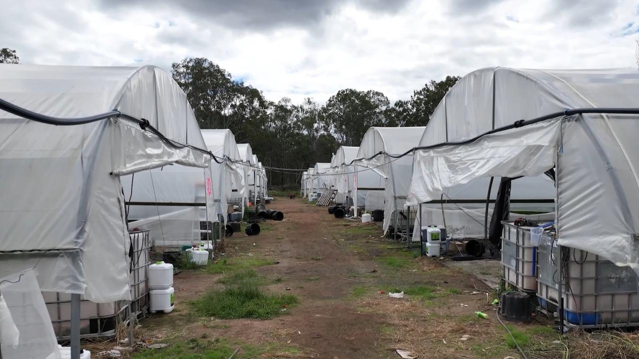 Detectives from the Drug and Serious Crime Group have charged 11 people and seized a total of about $60 million of cannabis following two search warrants at rural properties at Coonambula in the North Burnett and Mount Maria closer to Gladstone.