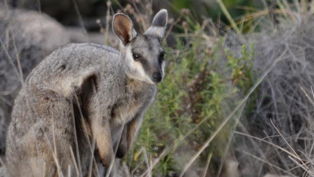 A black-flanked rock wallaby spotted on the Ningaloo kayak tour with Exmouth Adventure Co.