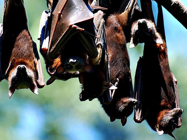 Why flying foxes have become council’s $180k headache