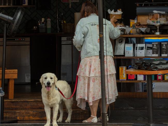 25/3/2020 - Annandale, Sydney, AustraliaLiz and Jack the dog order their lunch daily from Nest Cafe in Annandale.Liz works just around the corner from Nest at The Gender Centre.Liz mentioned that buying her food out, rather than bringing it to work will help the small businesses.Instead of buying just coffee she is now grabbing lunch.Picture: Adrian Fowler/ NEWS360