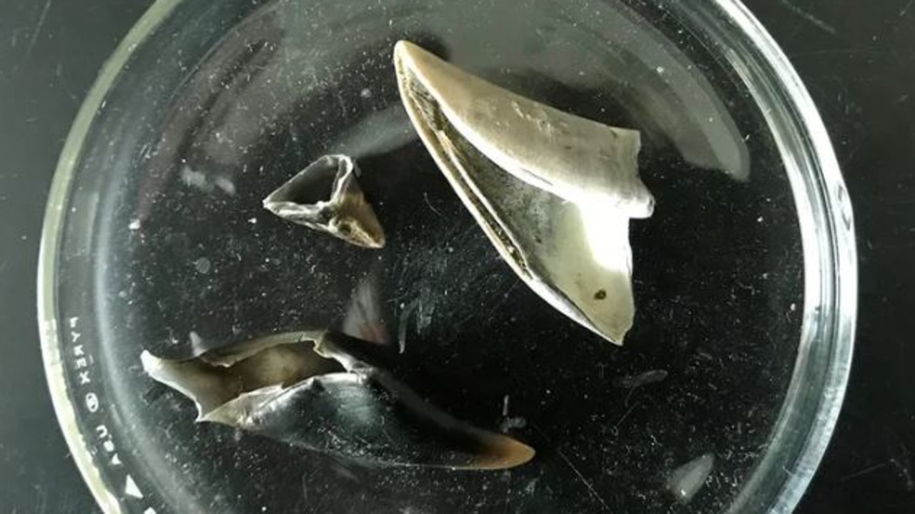 These white-tailed deer hoofs were found inside a Burmese python. Picture: Conservancy of Southwest Florida