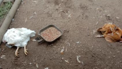 The dogs also raided the couple’s chicken pen and killed a dozen chooks