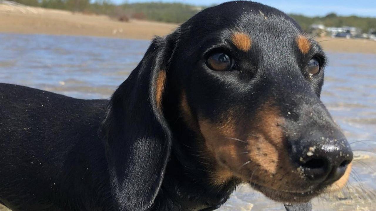 The family of a dachshund violently killed by a large dog while on a morning walk have called for stricter rules for dog owners.