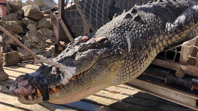 A 4.4m croc was trapped and killed by Queensland Department of Environment and Science rangers. The act has been slammed and called a 'disgraceful situation'.