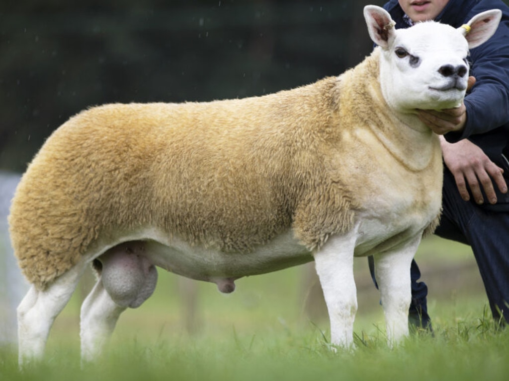 It’s easy to see why Double Diamond attracted the record price. Picture: Texel Sheep Society