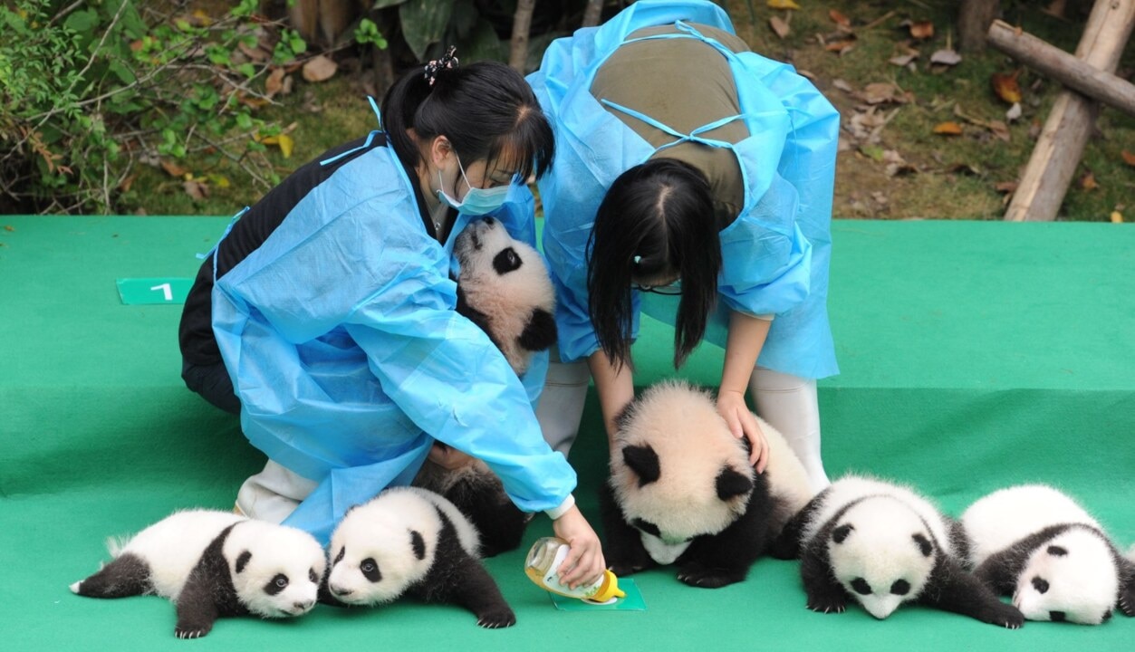 Panda population on the rise — Australia’s leading news site