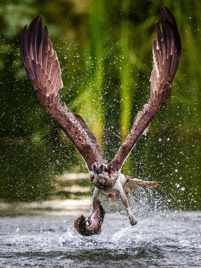 Osprey Fishing ... This picture was taken on a summer evening from a hut in the Osprey Foundation’s Pohtiolampi Osprey Center in Kangasala, Finland. The Osprey was successful and captured a fish. Location: Kangasala, Finland. Picture: Tommi Kurkela (FI)/Siena International Photo Awards 2016