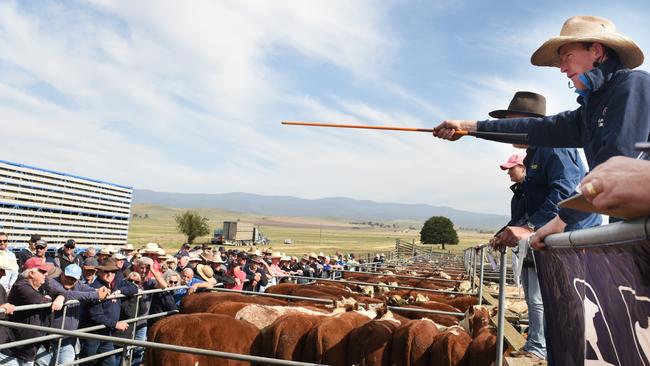 Action from the first Mountain Calf Sale of 2020 at Hinnomunjie saleyards. Photo: DANNIKA BONSER