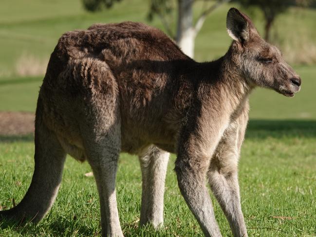 Total roo-bish: Australia fights US kangaroo bans