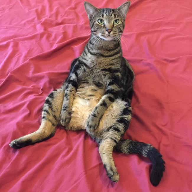 What? I’m just chillin’. This is Moq Erickson, a tabby-cross stray who we found in my dad’s shed. Picture: Sue Erickson