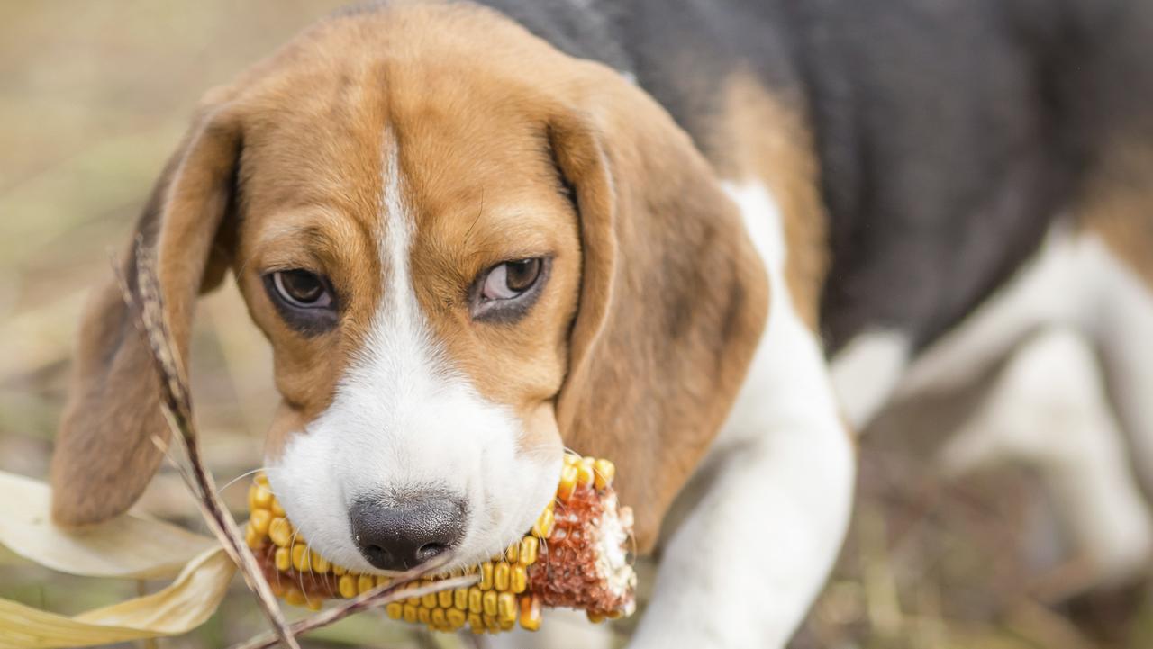 Beagle puppy with corn - Pet autumn adventures