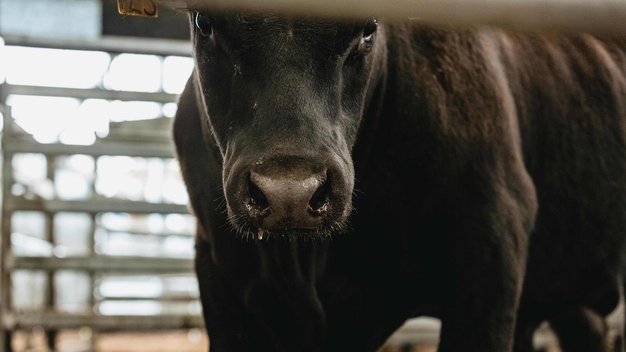 All 31 bulls at the Banquet Bulls spring sale sold. <a href="https://www.weeklytimesnow.com.au/agribusiness/cattle/banquet-spring-bull-sale-2020-recordbreaking-averages-for-stud/news-story/44fac423c4d641955b6beed91611264e" target="_blank">Click here for the full report</a>. Picture: Chloe Smith