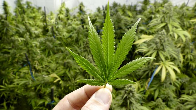 Under the plan, people would also be allowed to cultivate a “defined number of cannabis plants” in their principal places of residence. Picture: iStock