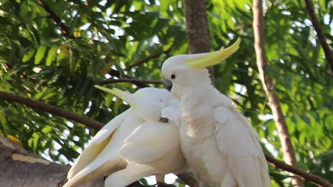 "Any pic of wildlife is a good pic." Picture: Jill Pascoe.