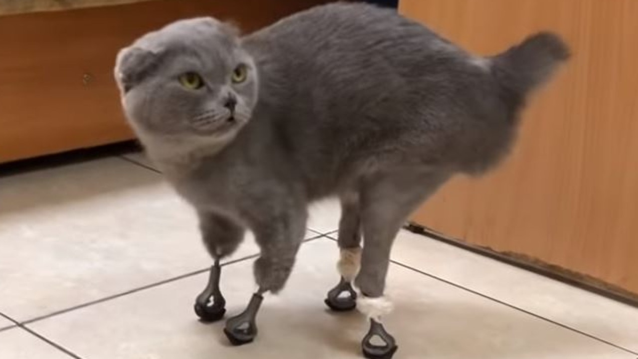 Cat with prosthetic store paws