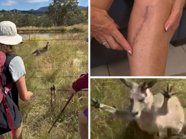 A kangaroo attacked a bushwalker.