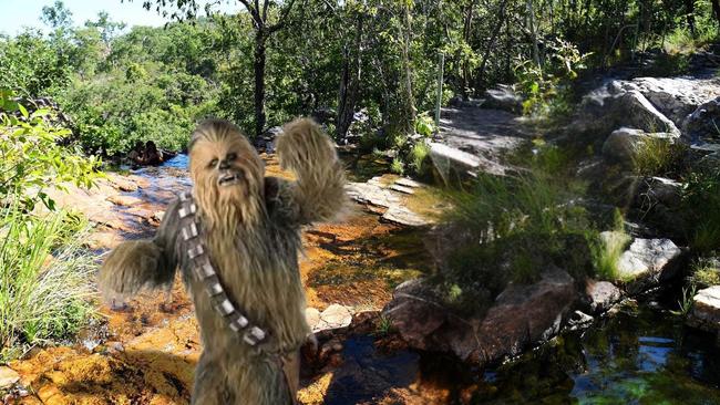 Wookiee-like noises have been heard around Litchfield, perhaps Chewbacca is taking a stroll around the park. Picture: NT News