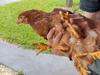 Surgery likely for four-legged chicken