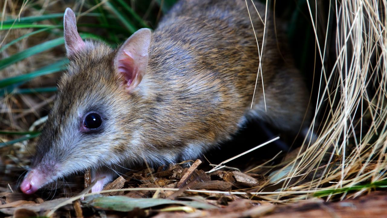 NRM North project to help protect the Eastern Barred Bandicoot | The ...