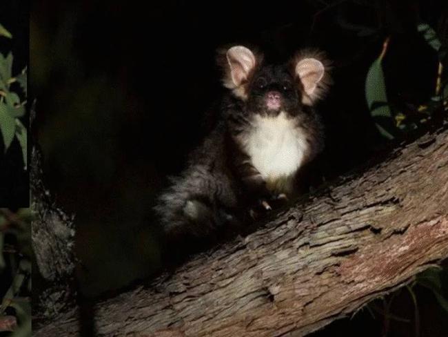 Not an every day discovery: a Furry glider.