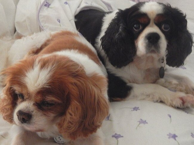 CHLOE & HUGO: These two cuddly cavaliers are being fostered by Neville and Dulcie.