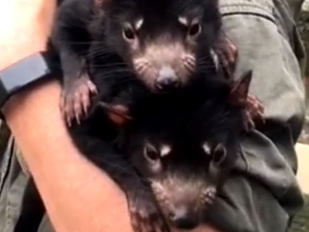 A total of 26 Tasmanian devils have been introduced to the Barrington Tops National Park in NSW. Picture: Aussie Ark