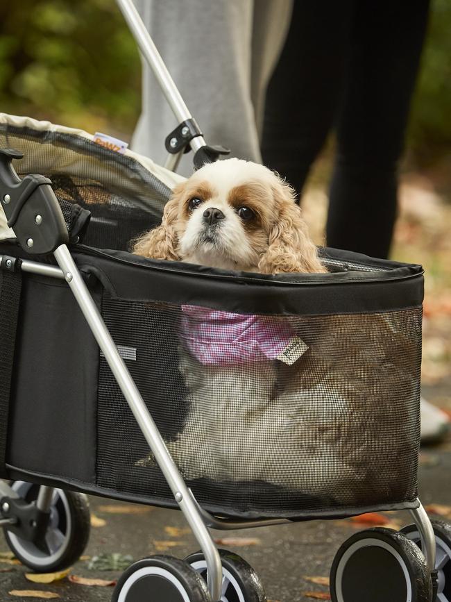 Million Paws Walk in the Adelaide Botanic Gardens, Sunday, May 28, 2023. Picture: Matt Loxton