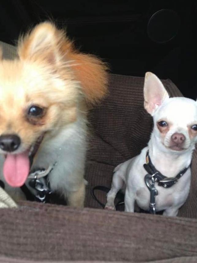 LOLA & CHILLI from Ashmore. Best mates to each other and a big little brother Jasper and best little mates to me.