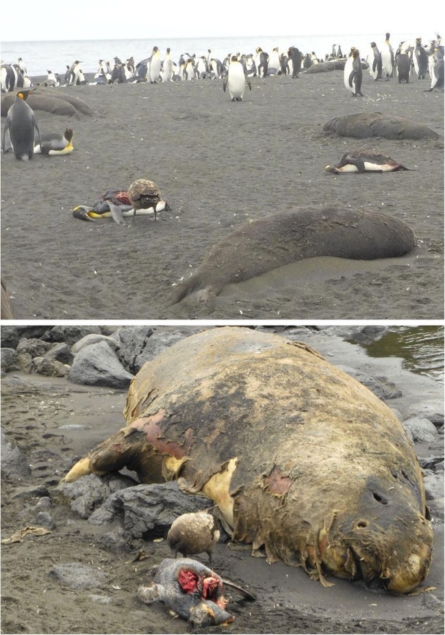 Dead seal pups and adults on the islands of the French Antarctic territory.