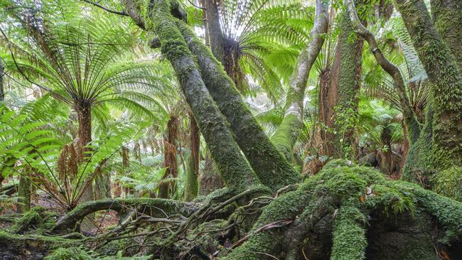 Forests at Blue Tier, in Tasmania's northeast, part of a 356,000ha protected under the 2012 "peace deal" between the forest industry and conservationists but which is now earmarked for future potential logging. Pictures: Rob Blakers