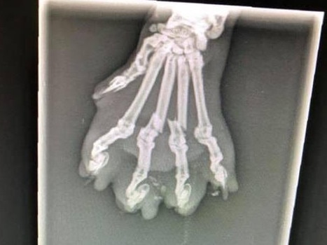 A scan on Hibala paw in June 2018. Picture: RSPCA NSW