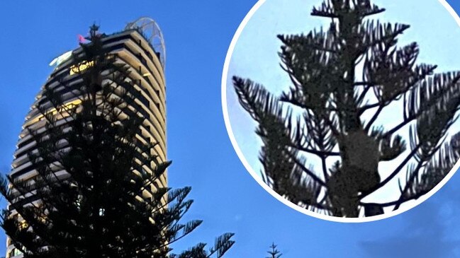 A teenage male spent two hours stuck at the top of this Pratton Park tree in Broadbeach, leaving onlookers terrified and police ordering him to “come down”.